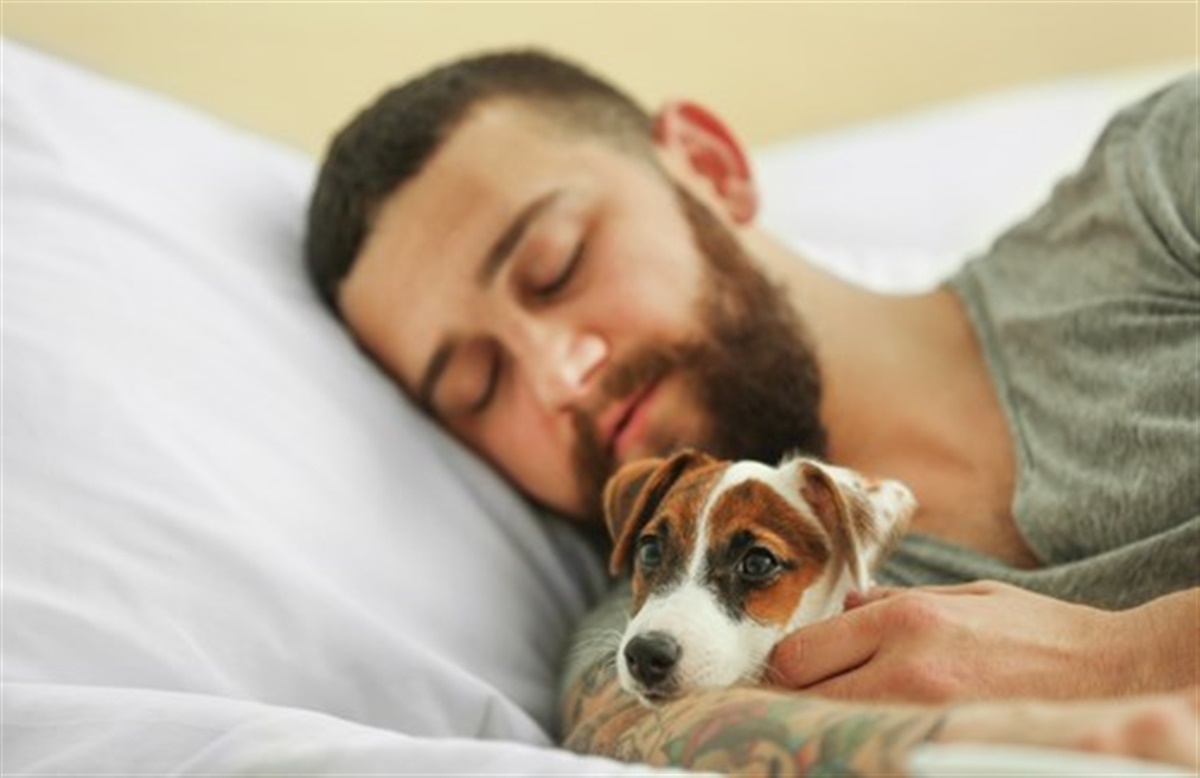 7 overraskende grunde til at du skal lade din hund din seng om natten - Hunden.dk