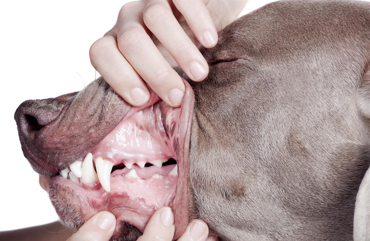 Hunde får også tandpine -