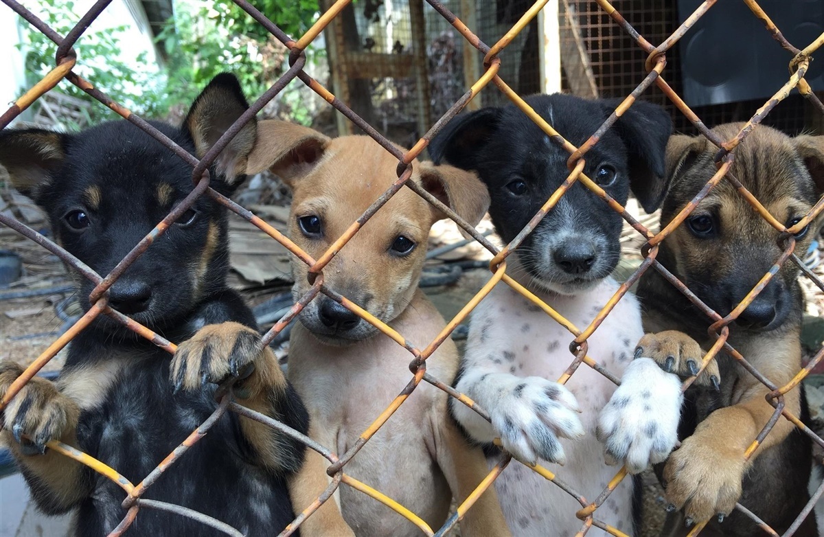 Opdrætter: Stop nu støtten til useriøse hundehandlere -