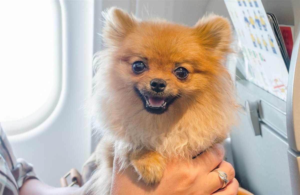 USA: hunde kan hjælpe på fly - Hunden.dk