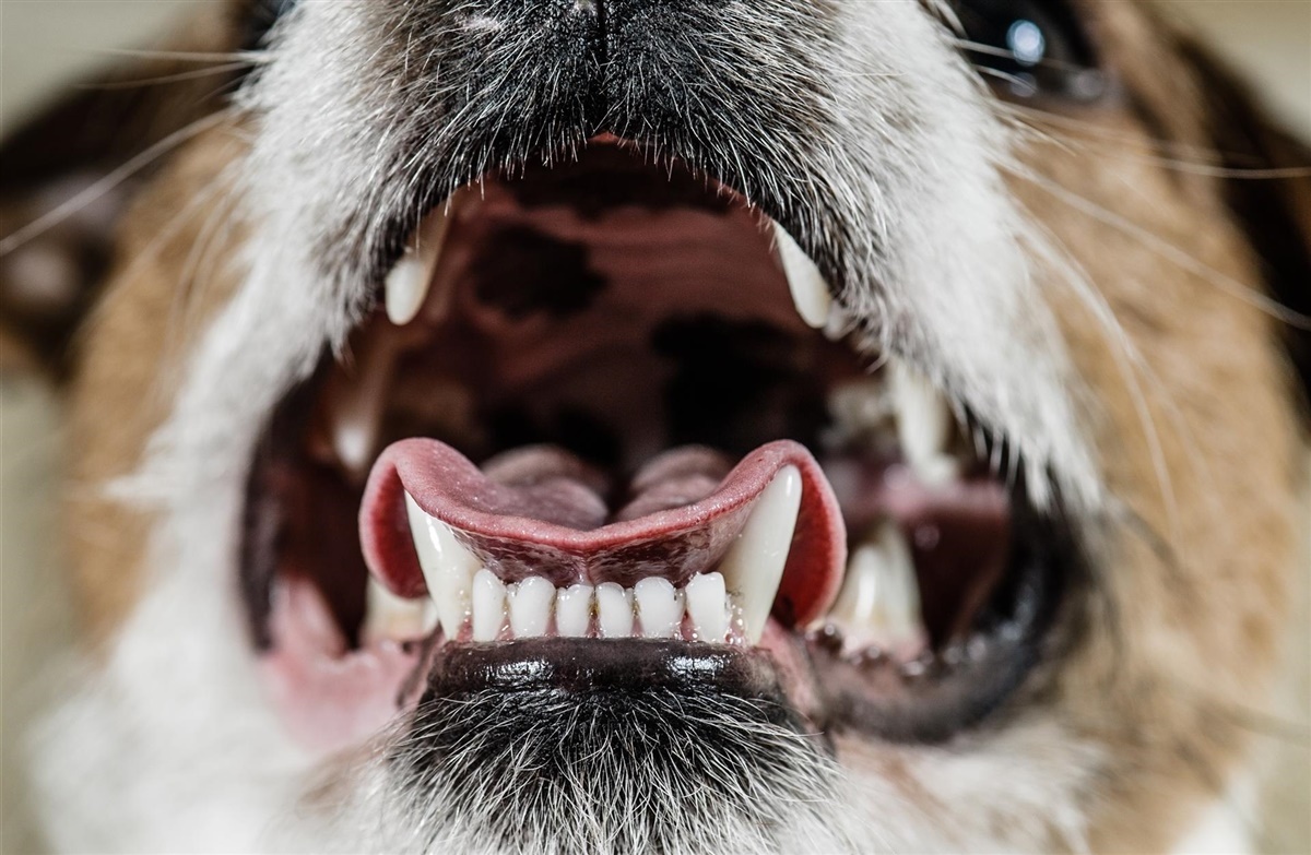 Har din hund problemer med tænderne? -