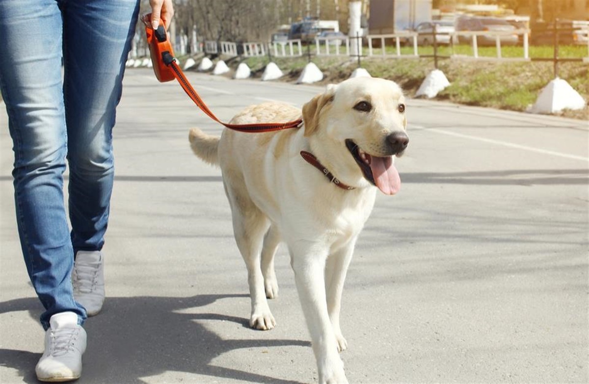 Tag på gåtur og støt hunde med særlige behov -