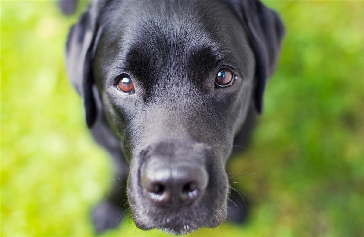 USA: Labrador mest populær igen - Hunden.dk