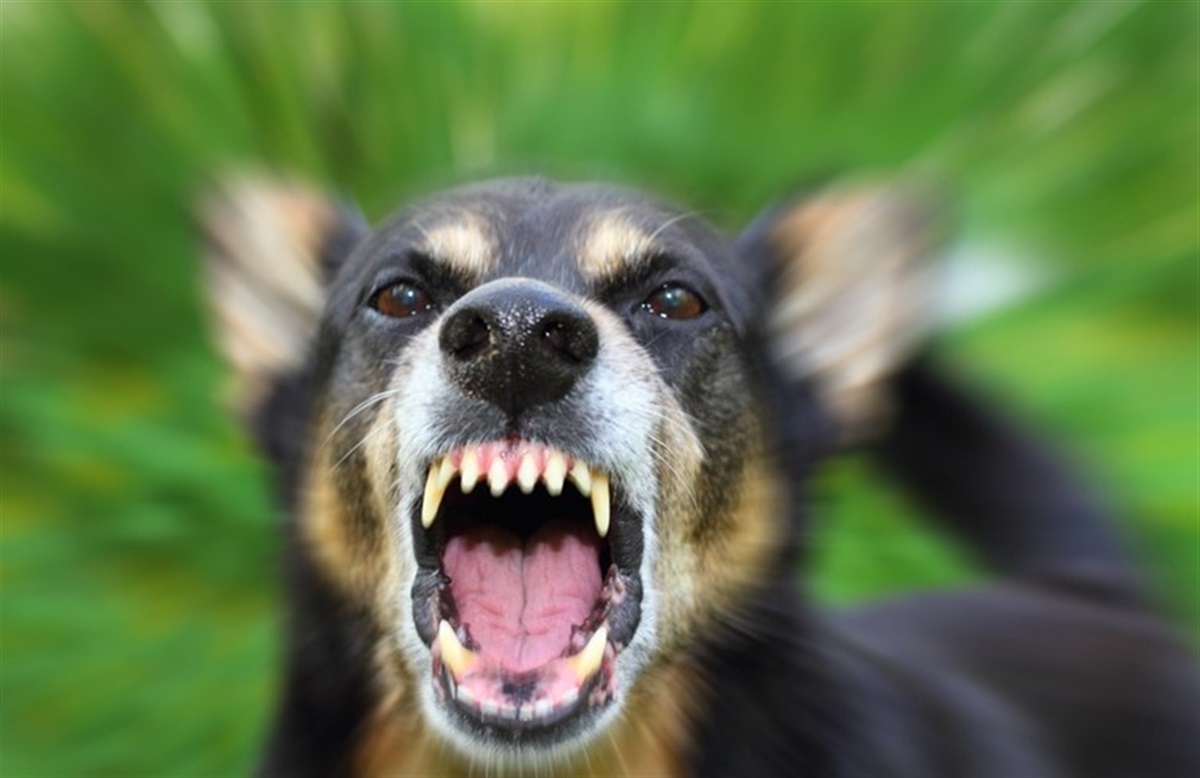 Flere behandles rabies - Hunden.dk