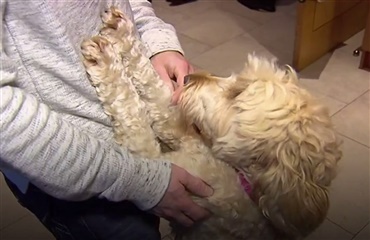 Heltehund redder dreng med Downs syndrom indespærret i tørretumbler