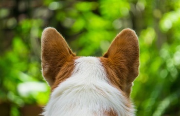 Hunde skal hjælpe hørehandicappede