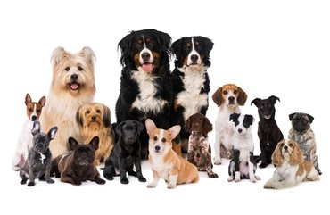 Alle store dyreinteresseorganisationer vil sammen l&oslash;fte sundheden og velf&aelig;rden for danske hunde