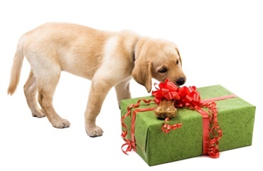 Brugte julehjælp på sine hunde 