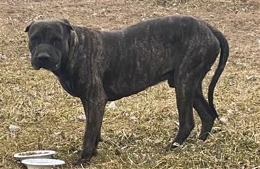 USA: Hund fundet 2200 km fra hjemmet