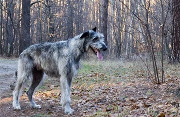 Fredagsquiz: Hvad ved du om irsk ulvehund