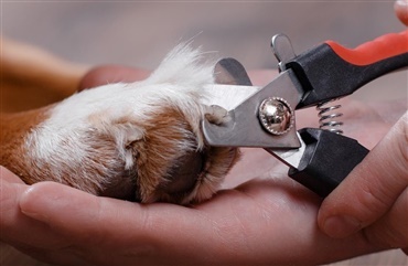 Hvordan klipper du din hunds negle