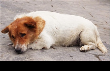 I New Zealand bruger man mange penge p&aring; forsvundne hunde