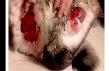 Svensk hund alvorligt skadet af ulv