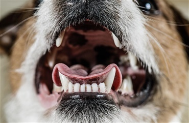 Har din hund problemer med t&aelig;nderne?