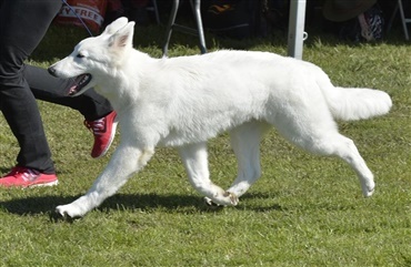 Fredagsquiz: Hvad ved du om hvid schweizisk hyrdehund