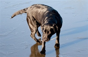 Hund reddet op af sø