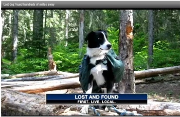 Hund fundet efter tre år