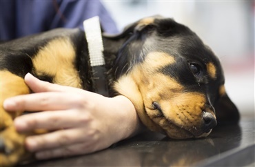 H&oslash;js&aelig;son for smitte: Snegleparasit kan v&aelig;re livsfarlig for din hund