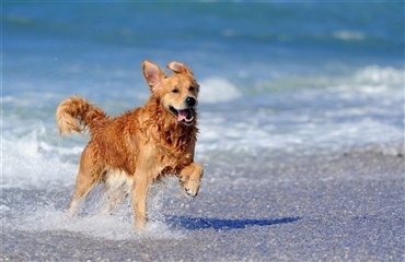 Hundene må igen løbe løs på stranden