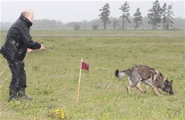 VM for sporhunde afholdes i Danmark