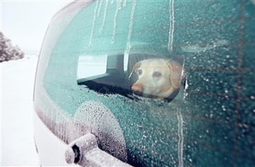 Voldsomt frostvejr p&aring; vej: Efterlad aldrig din hund i en kold bil
