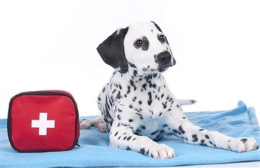 Hvad skal der være i en førstehjælpskasse til hunde?