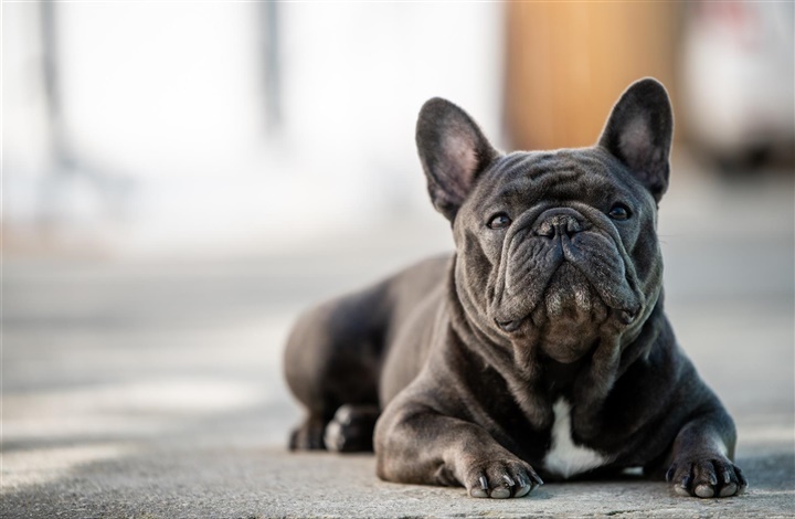 Gennembrud: Stamtavler for racehunde &aring;bnes for nye sunde gener