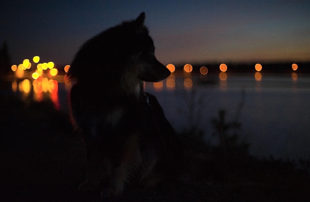 Særligt på selve halloween-aften, den 31. oktober, er der i byområderne mange udklædte, der banker på døre og går rundt i gaderne. Sørg derfor for at have en plan for, hvordan du vil hjælpe din hund igennem aftenen, så den føler sig tryg. Foto: Agria.dk