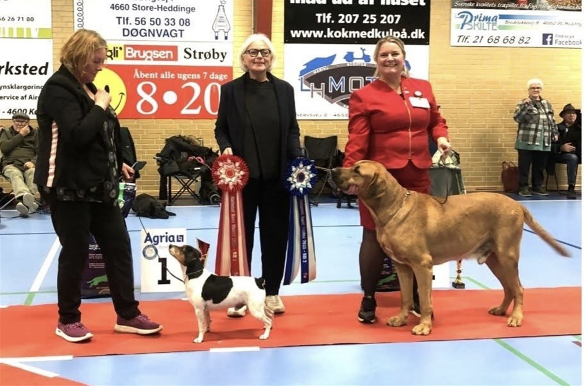 Best in Show dømt af Annette Bystrup: Dansk/Svensk Gårdhunden NobleNielsNeo – flankeret af Broholmeren Dahlmeldgaards Richard på andenpladsen. Foto: Jenny Mikkelsen
