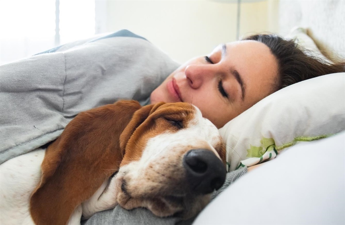 Fem gode grunde at sove med hunden -