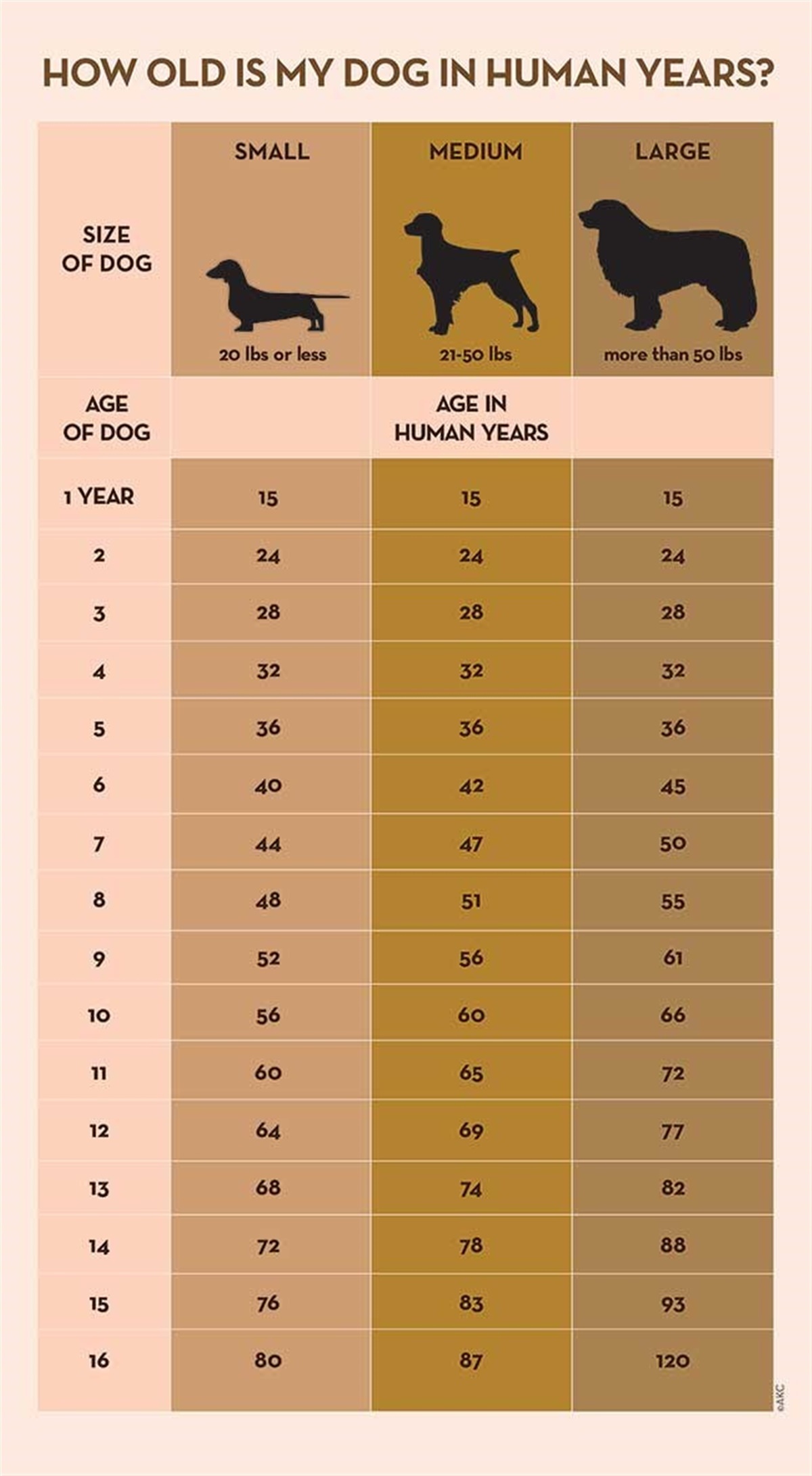 dog-years-calculator-infographic-dogs-doginfographic-dog-ages-dog