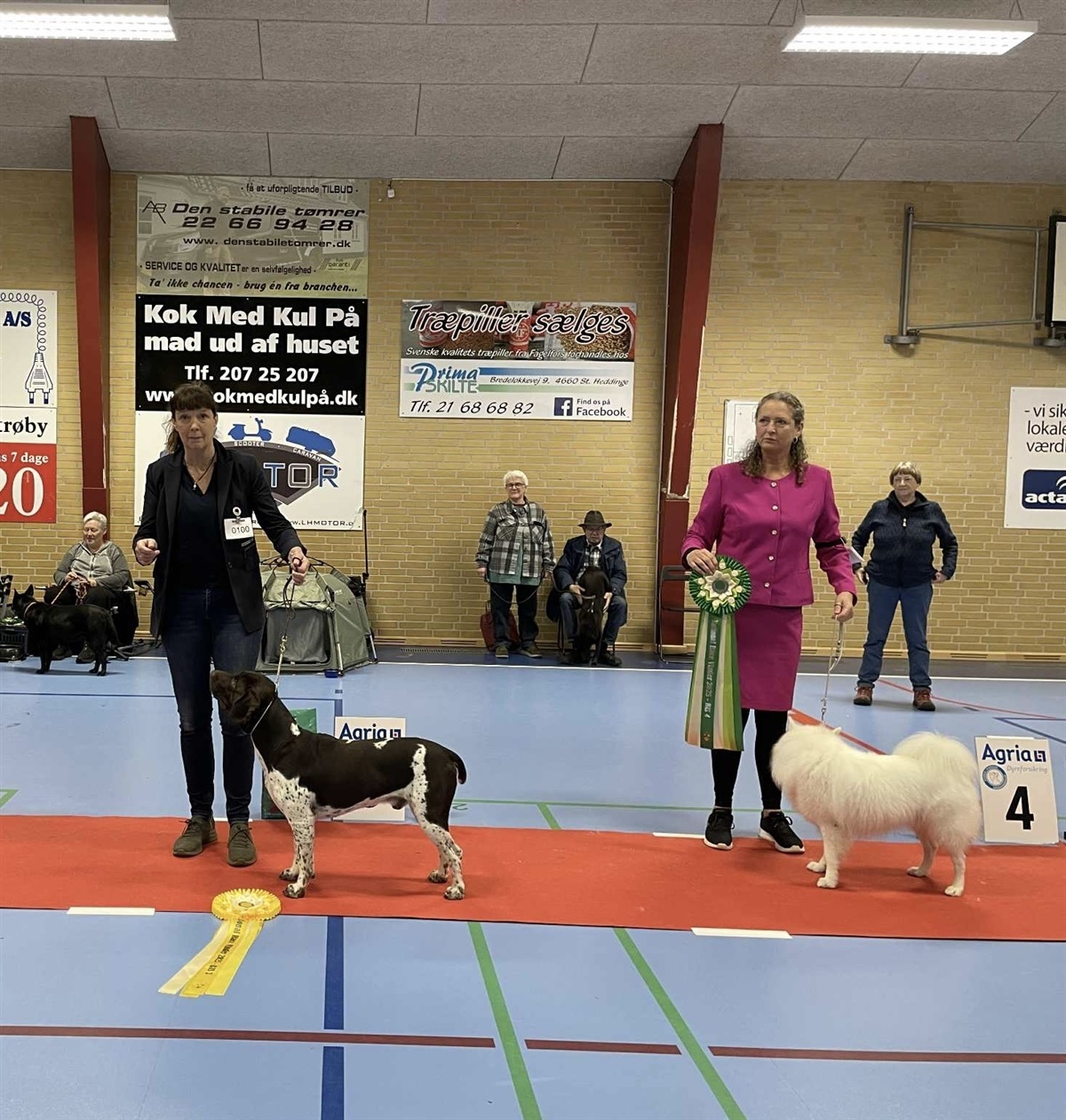 Gammel Dansk Hønsehund Whistlewood’s Chocolate Chip, som blev nummer tre i Best in Show, og Dansk Spids Nerfe, der tog fjerdepladsen, repræsenterede på fornem vis to af Danmarks ældste nationale racer. Foto: Jenny Mikkelsen