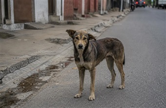 EU-initiativ vil styrke beskyttelsen af herrel&oslash;se hunde og katte