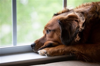 Fyldte internater skaber ventelister for danske hunde