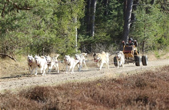Polarhundenes Danmarksmesterskab