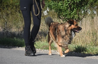 G&aring; p&aelig;nt i snor – s&aring;dan kommer du videre med tr&aelig;ningen