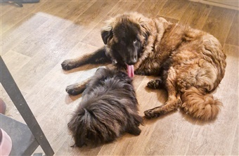 Livet med to meget forskellige hunderacer