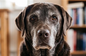 Giv din seniorhund den bedste alderdom