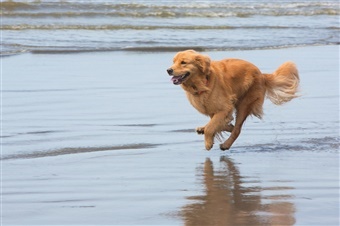 NU m&aring; hunde igen v&aelig;re l&oslash;se p&aring; stranden