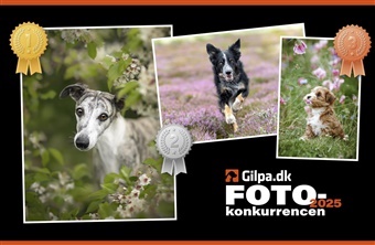 &Aring;rets Hundefotograf 2025 er k&aring;ret
