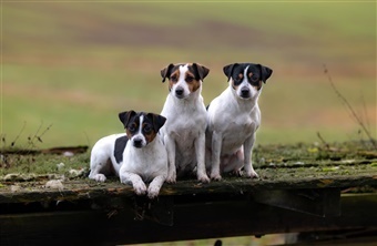 En stor hund i en lille pakke