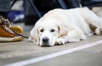5 m&aring;der din hund siger tak p&aring;