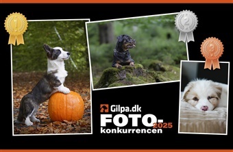 Vinderne er fundet – Vil du deltage i december m&aring;neds konkurrence?