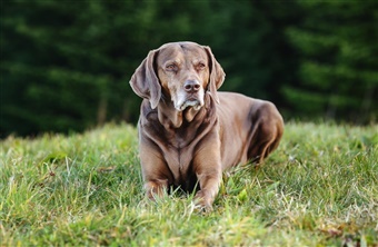 Kan hunde se farver?