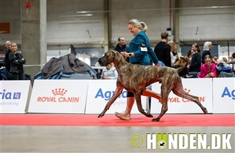 Galleri Fredericia: Babyer, hvalpe og juniorer