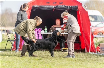 Flatcoated retrievere samles til raceweekend