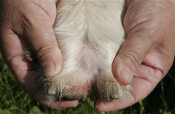 Hudforandringer hos hund: Hvad skal du reagere p&aring;?