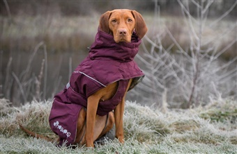Tegn p&aring; at hunden fryser