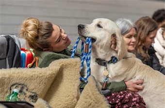 Taknemmelighed: En hyldest til de hunde, der banede vejen