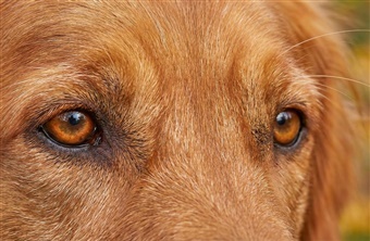 Bliv klogere p&aring; din Goldens &oslash;jne: Eksklusivt webinar med Thomas Larsen